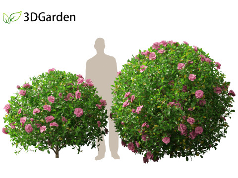Camellia sasanqua - Sasanqua camellia 3D Model