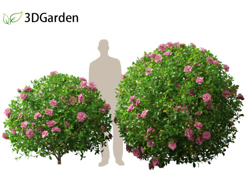 Camelia sasanqua - Camelia sasanqua Modello 3D