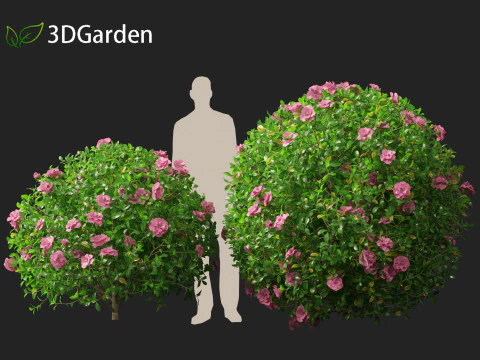 Camelia sasanqua - Camelia sasanqua Modello 3D