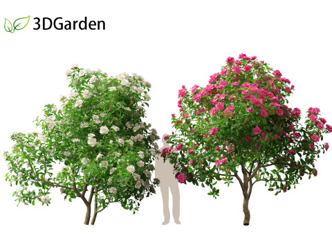 Camellia sasanqua - Sasanqua camellia 3D Model