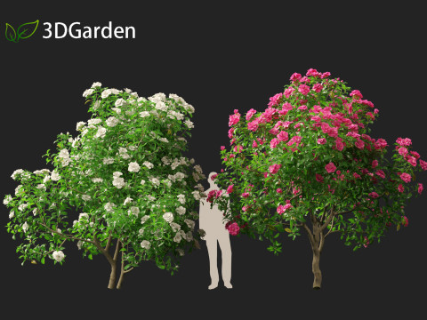 Camellia sasanqua - Sasanqua camellia 3D Model