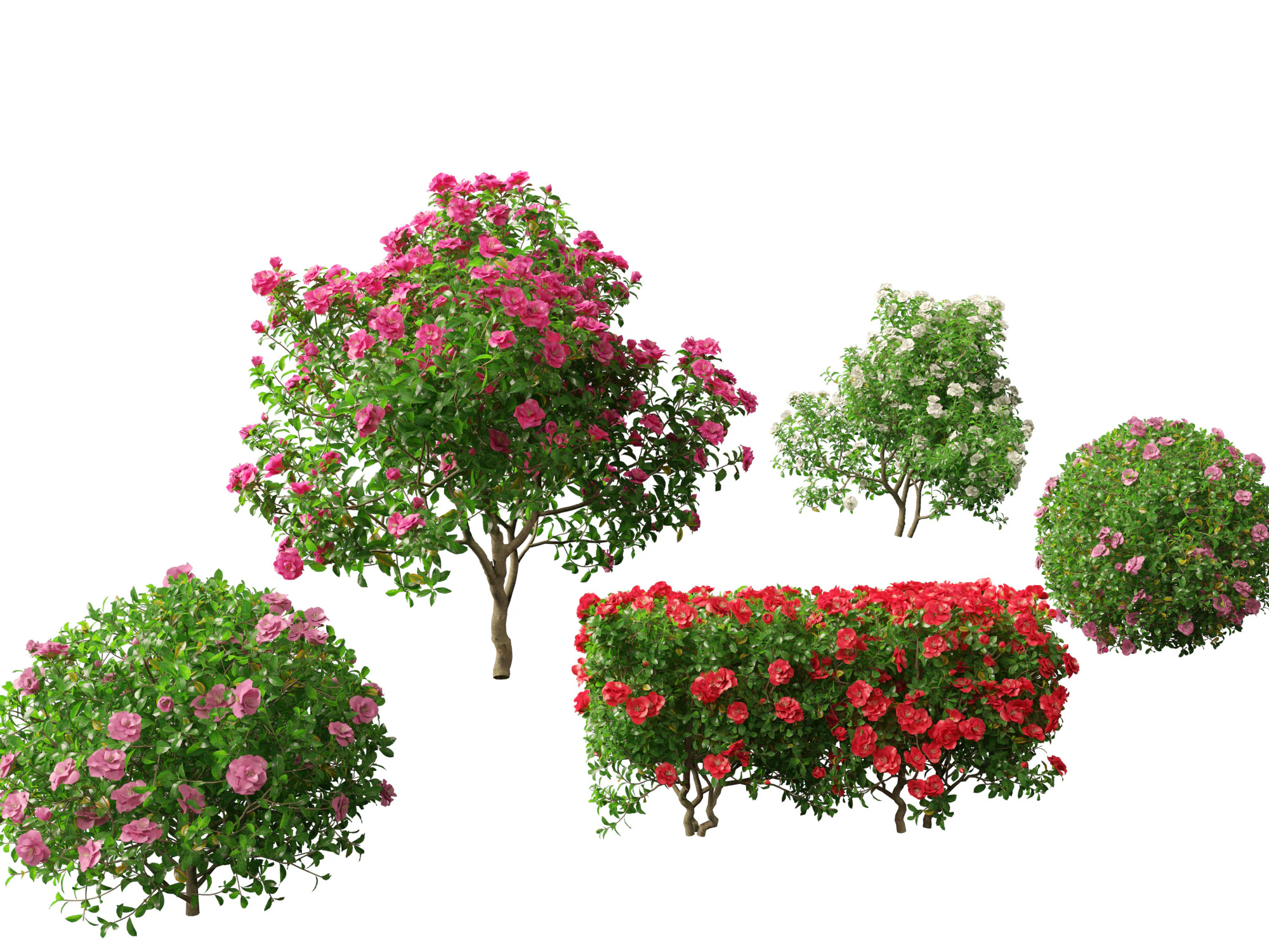 Camelia sasanqua - Camelia sasanqua Modello 3D .c4d .max .obj .3ds .fbx .stl .blend 