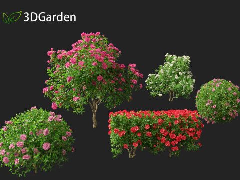 Camelia sasanqua - Camelia sasanqua Modello 3D