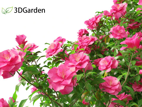 Camelia sasanqua - Camelia sasanqua Modello 3D