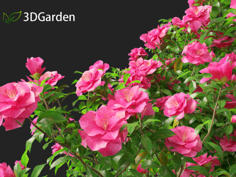 Camellia sasanqua - Sasanqua camellia 3D Model