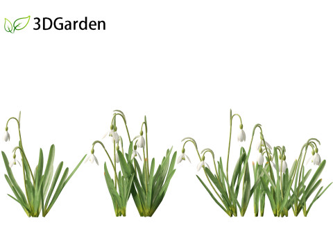 Galanthus nivalis - Snowdrop Model 3D