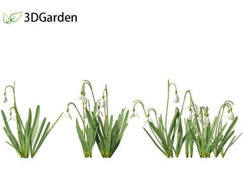 Galanthus nivalis - Snowdrop 3D Model
