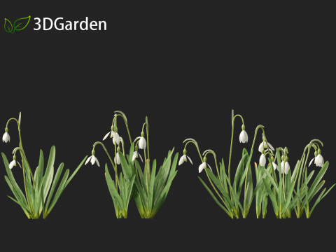 Galanthus nivalis - Snowdrop Model 3D