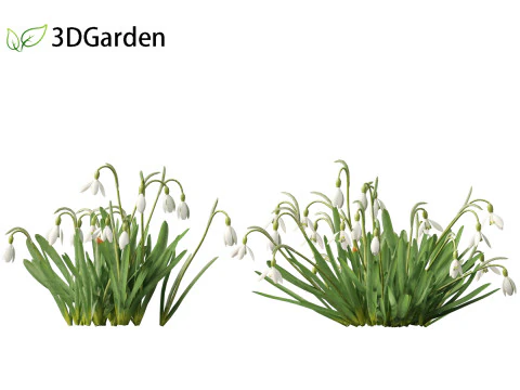 Galanthus nivalis - Snowdrop 3D Model