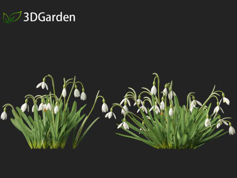 Galanthus nivalis - Snowdrop 3D Model