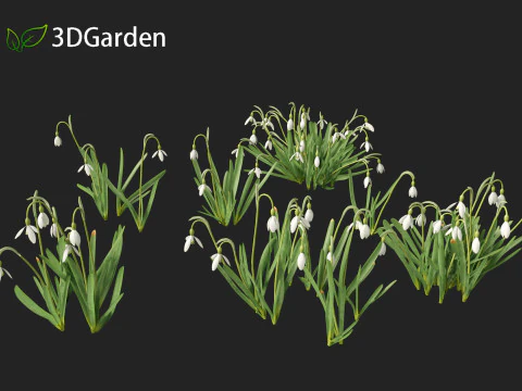 Galanthus nivalis - Snowdrop 3D Model