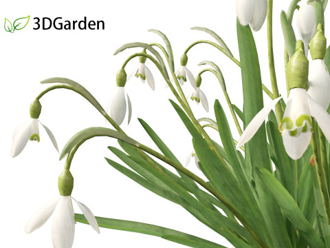 Galanthus nivalis - Snowdrop Model 3D