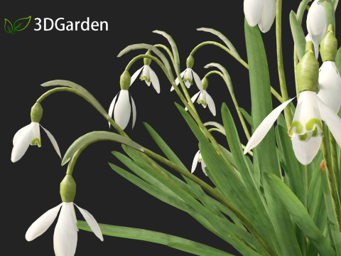 Galanthus nivalis - Snowdrop Model 3D