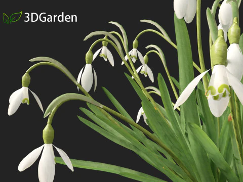 Galanthus nivalis - Snowdrop 3D Model