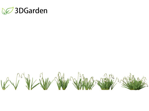 Galanthus nivalis - Snowdrop Model 3D
