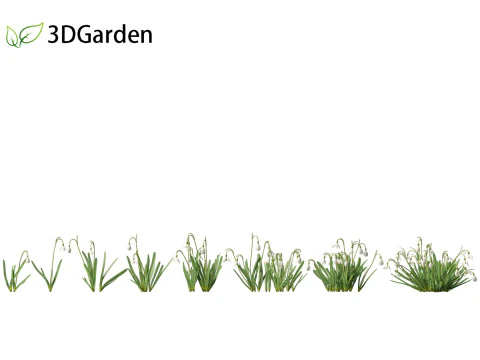 Galanthus nivalis - Snowdrop 3D Model