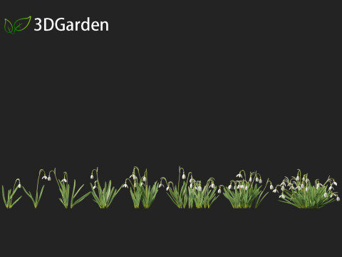 Galanthus nivalis - Snowdrop Model 3D