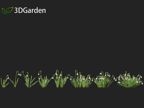 Galanthus nivalis - Snowdrop 3D Model