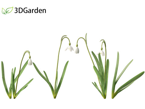 Galanthus nivalis - Snowdrop Model 3D