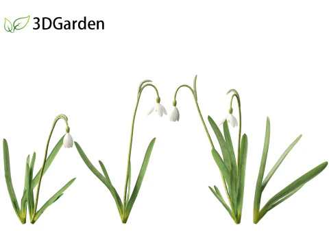 Galanthus nivalis - Snowdrop 3D Model