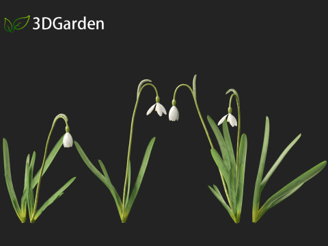 Galanthus nivalis - Snowdrop Model 3D