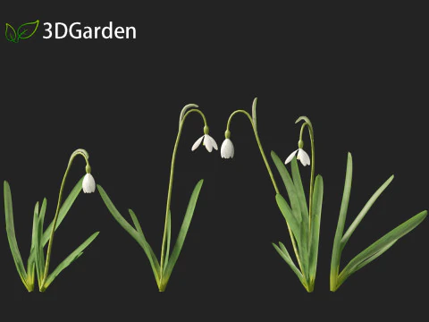 Galanthus nivalis - Snowdrop 3D Model