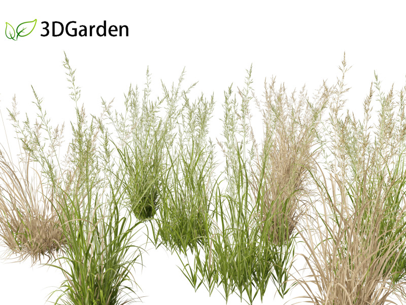 Arrhenatherum elatius - False oat-grass 01 Modello 3D .c4d .max .obj .3ds .fbx .stl .blend 