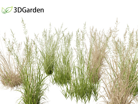Arrhenatherum elatius - False oat-grass 01 3Dモデル