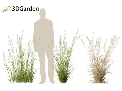 Arrhenatherum elatius - False oat-grass 01 Modello 3D