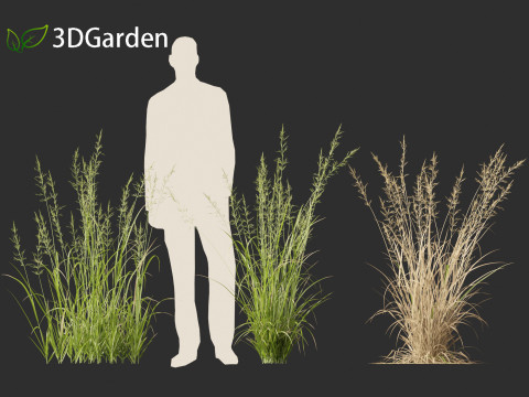 Arrhenatherum elatius - False oat-grass 01 Modello 3D