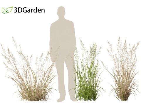 Arrhenatherum elatius - False oat-grass 01 Modello 3D