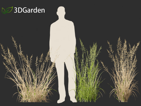 Arrhenatherum elatius - False oat-grass 01 Modello 3D