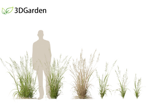 Arrhenatherum elatius - False oat-grass 01 Modello 3D