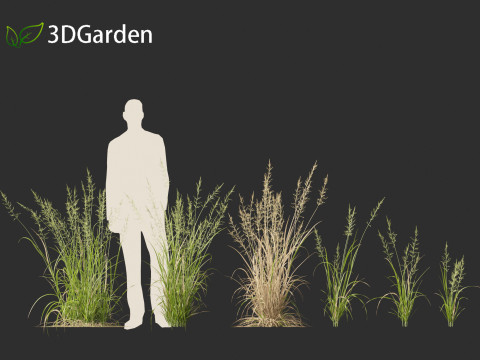 Arrhenatherum elatius - False oat-grass 01 Modello 3D
