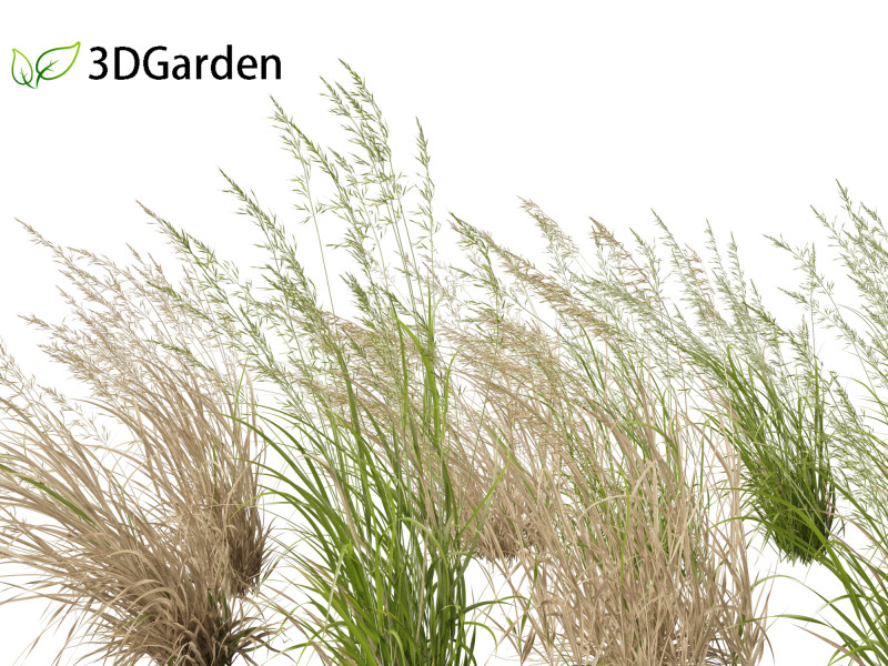 Arrhenatherum elatius - False oat-grass 02 3D Model .c4d .max .obj .3ds .fbx .stl .blend 