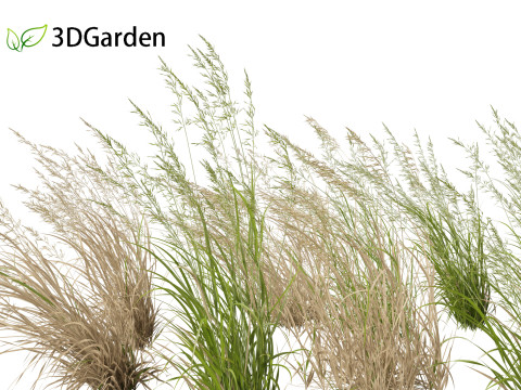 Arrhenatherum elatius - False oat-grass 02 3D Model