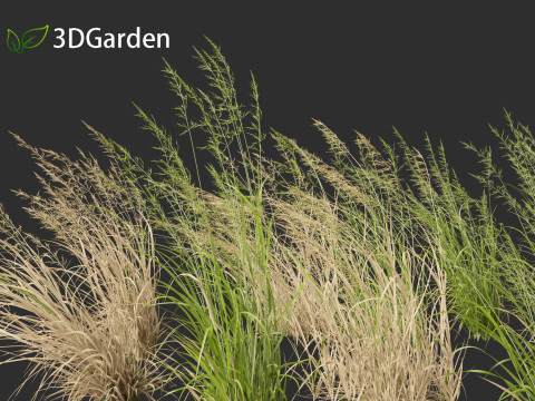 Arrhenatherum elatius - False oat-grass 02 3D Model