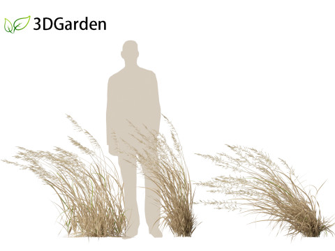 Arrhenatherum elatius - False oat-grass 02 3D Model