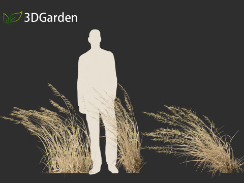 Arrhenatherum elatius - False oat-grass 02 3D Model