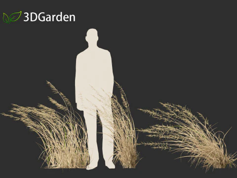 Arrhenatherum elatius - False oat-grass 02 3D Model