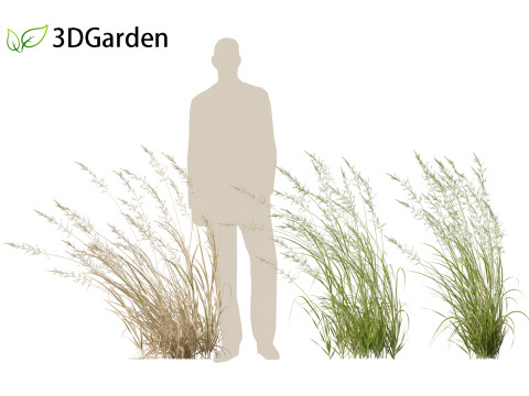 Arrhenatherum elatius - False oat-grass 02 3D Model