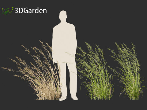 Arrhenatherum elatius - False oat-grass 02 3D Model