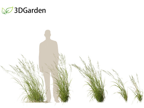 Arrhenatherum elatius - False oat-grass 02 3D Model