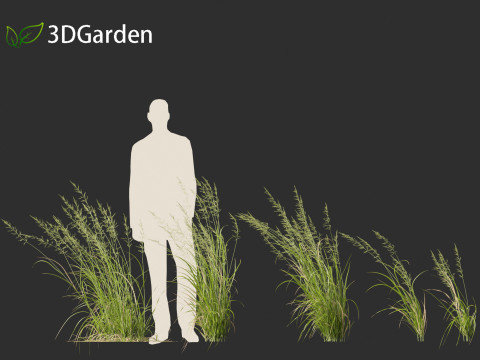 Arrhenatherum elatius - False oat-grass 02 3D Model