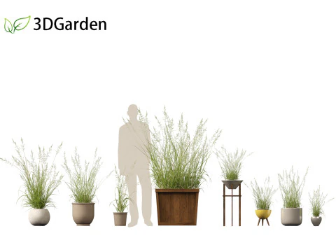 अरहेनेथेरम एलाटियस - झूठी जई-घास 03 3D मॉडल