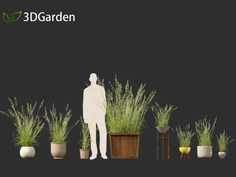 Arrhenatherum elatius - False oat-grass 03 Model 3D