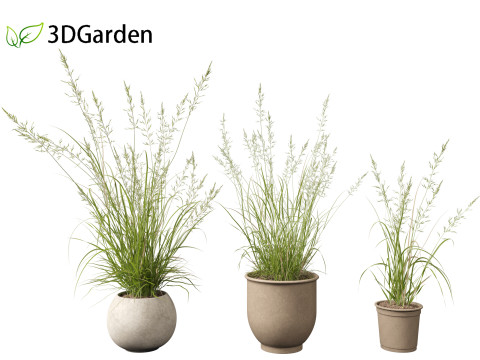 Arrhenatherum elatius - False oat-grass 03 Model 3D