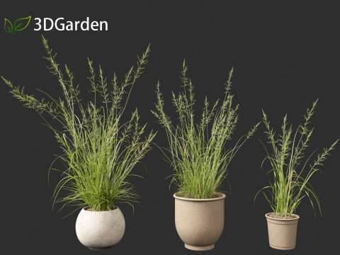 Arrhenatherum elatius - False oat-grass 03 Model 3D