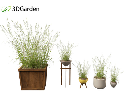 Arrhenatherum elatius - False oat-grass 03 Model 3D