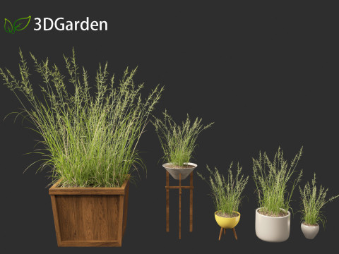 Arrhenatherum elatius - False oat-grass 03 Model 3D